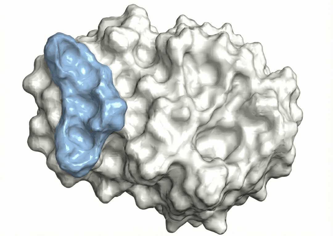 Receptor model visualization